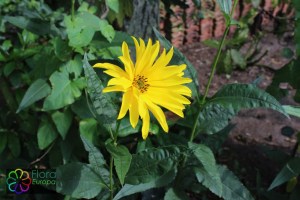 Helianthus_laetiflorus (2)